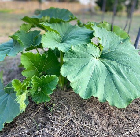 Pumpkin leaves (Mbora)
