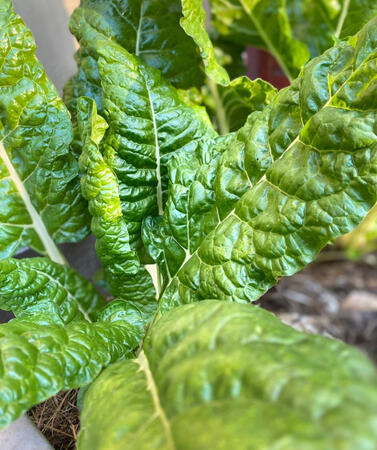 Spinach