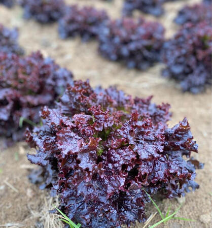 Red Lettuce