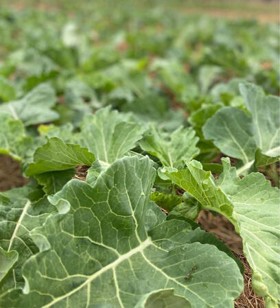 Kale (Covo)